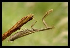 Mantis