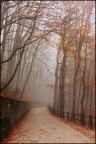 Novembre nel bosco