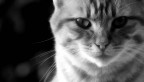 gatto
