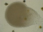 microscopio