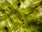 microscopio