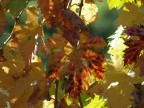 I colori dell'autunno (9)