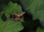 dittero
