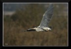 Volo radente