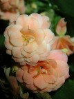 fiore