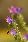 Purple Attraction