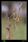 Empusidae