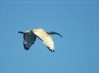 A700 / Sigma 400 5,6 APO / 1-2500sec. / F-6,3 / 200Iso / Mano libera / Crop 70% del fotogramma (Animale Selvatico)