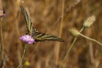 Iphiclides podalirius