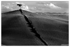 Foto scattata nelle campagne senesi