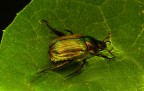 Scarabeo dorato