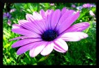 Marguerite