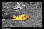 Colori autunnali