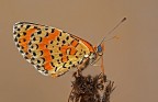 farfalla (3)