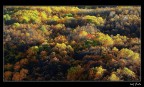 Autumn Leaves