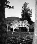 ...il giardino segreto...