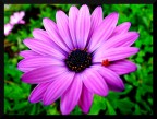 Marguerit