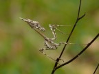 Empusidae