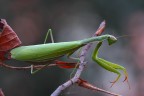 mantide religiosa