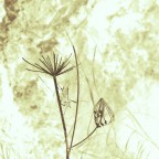 Grafismi 03
