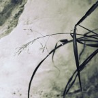 Grafismi 02