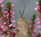 Ritratto macro
