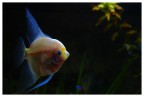 Acquario