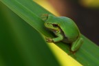 aggrappata