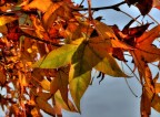 In veste autunnale
