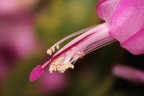 Macro fiore di &quot;Natalina&quot;