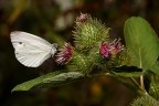 Pieride su strani fiori