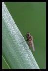 Moschina