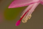 Nuova macro senza flash