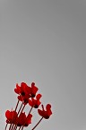 Rosse
