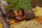 autunno