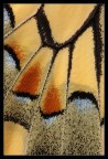 Texture ala macaone