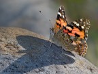 Vanessa Atlanta