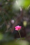 Profumo di rosa