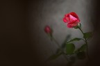 Le rose