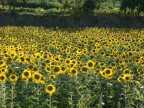 Toscana