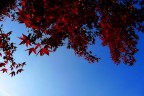 red curtain
