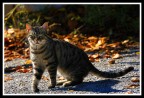 Gatto in autunno Gatto in autunno