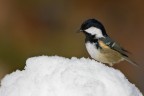 La cincia e la neve