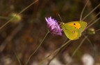 Colias alfacariensis