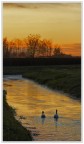 Cigni sul fiume