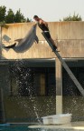 Salto del delfino