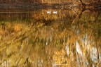 Riflessi