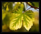 I colori dell'autunno 2