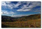 Vigne e nuvole 3