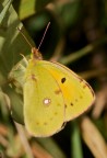 EXIF Summary:	1/60s f/16.0 ISO100 252mm